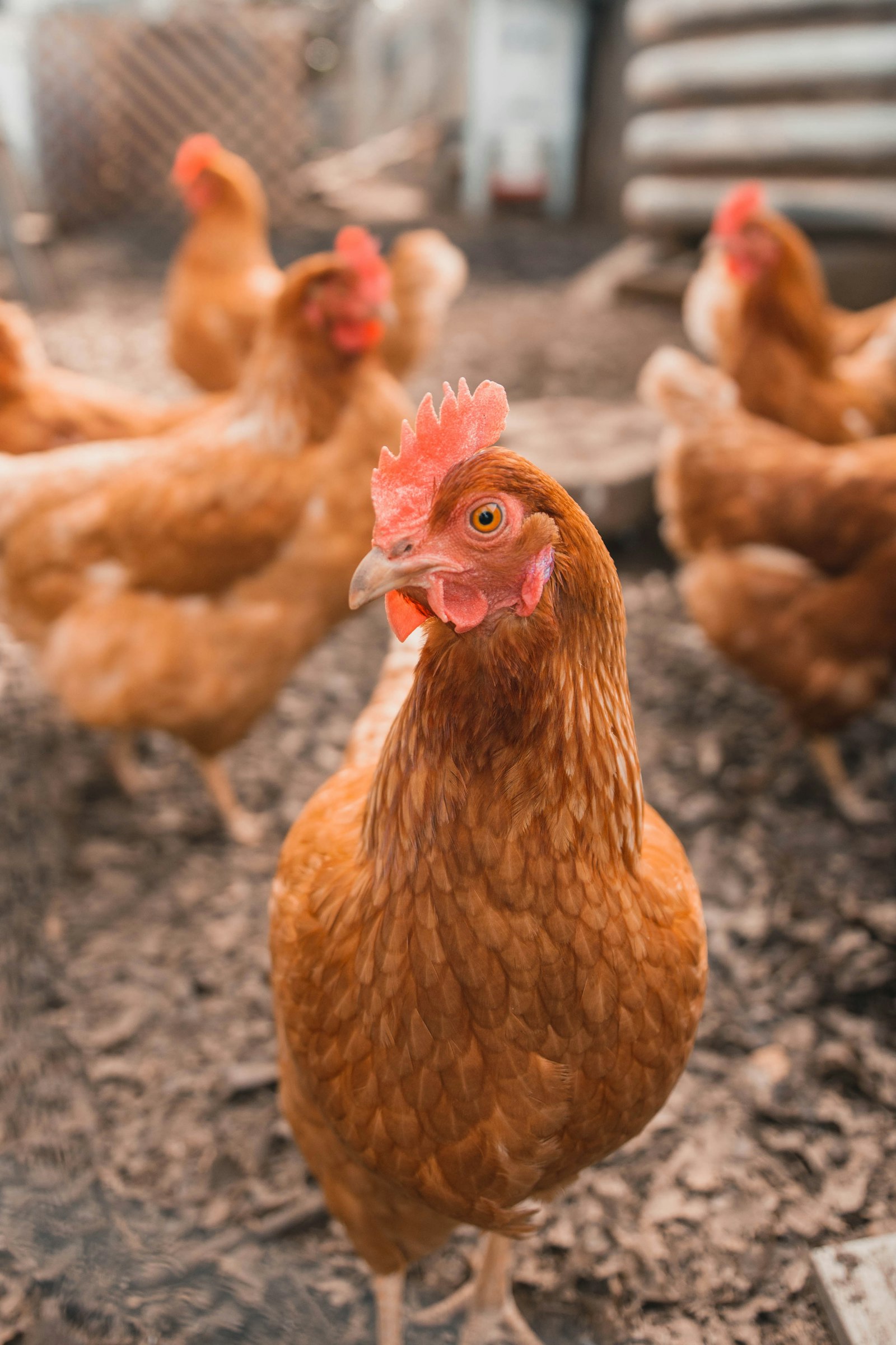 Free-range chickens